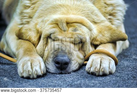Irish Mastiff Dog Portrait In Garden