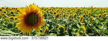 Field Of Beautiful Sunflowers Against Sky. Summer Nature