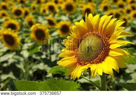 Field Of Beautiful Sunflowers, Close Up. Summer Harvest
