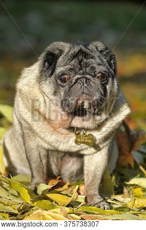 Close Up Face Of Cute Pug In The Park
