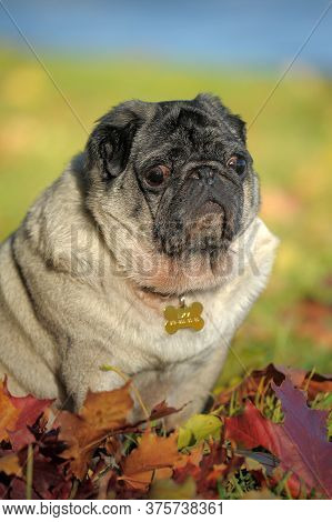Pug Dog In The Autumn Park