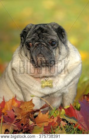 Pug Dog In The Autumn Park