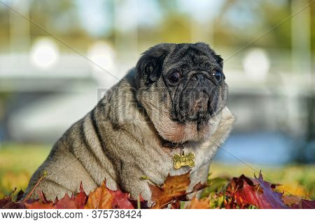 Close Up Face Of Cute Pug Close Up