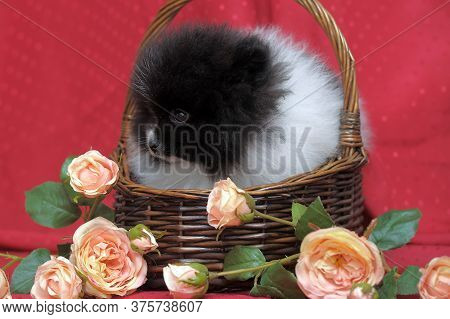 Black And White Puppy Of Pomeranian Dog In Backet Iwith Flowers On Red Background
