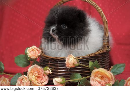 Black And White Puppy Of Pomeranian Dog In Backet Iwith Flowers On Red Background