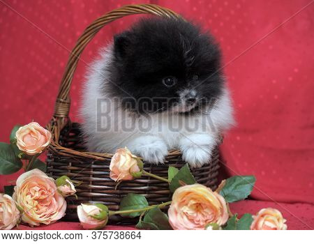 Black And White Puppy Of Pomeranian Dog In Backet Iwith Flowers On Red Background