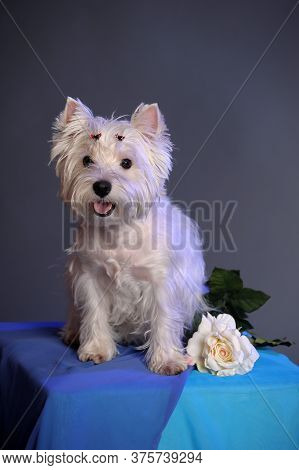 West Highland White Terrier In Studio Close Up