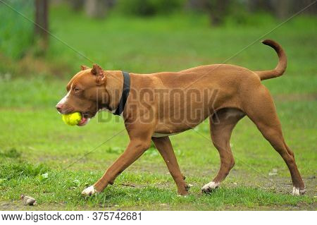 American Staffordshire Pit Bull Terrier Stand On The Grass