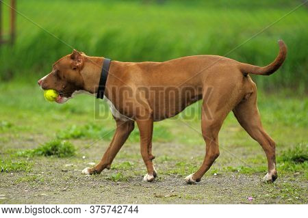 American Staffordshire Pit Bull Terrier Stand On The Grass