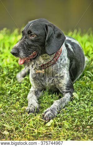 German Wirehaired Pointer (deutsch Drahthaar) Poses In Summer