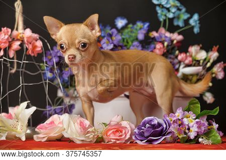 Chihuahua And Flowers In The Studio On A Dark Background