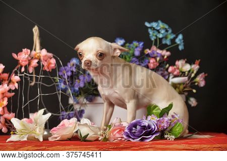 Chihuahua And Flowers In The Studio On A Dark Background