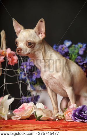 Chihuahua And Flowers In The Studio On A Dark Background