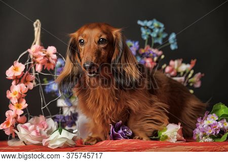 Studio Shot Of A Beautiful Long Hair Teckel (dachshund)