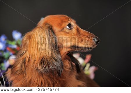 Longhaired Red Dachshund And Flowers
