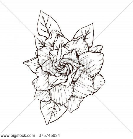 Vintage Style Gardenia Flower Graphic Decoration 300 Dpi Digital Art