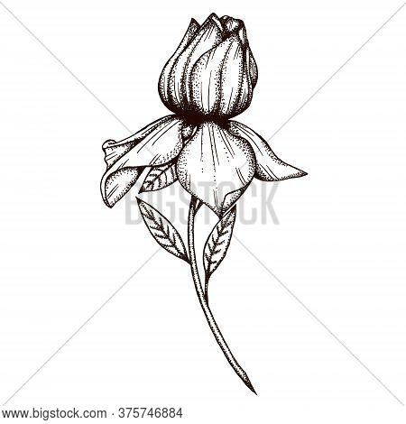 Elegant Gardenia Flower Graphic Decor 300 Dpi Digital Art