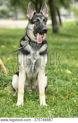 Close Up Alsatian Wolf Dog Or German Shepherd Dog On Green Grass Background. Deutscher Dog.
