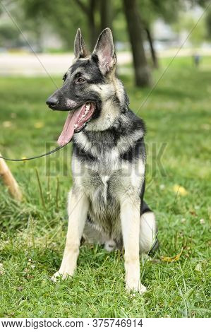 Close Up Alsatian Wolf Dog Or German Shepherd Dog On Green Grass Background. Deutscher Dog.