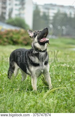 Shepherd On Grass Background