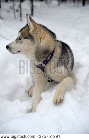 Purebreed Huskey In A Field Of Snow