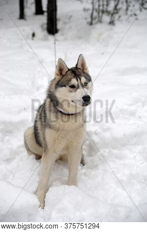 Purebreed Huskey In A Field Of Snow