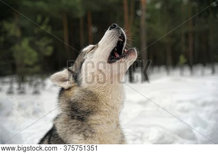 Purebreed Singing Huskey In A Field Of Snow