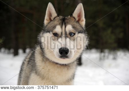 Purebreed Huskey In A Field Of Snow