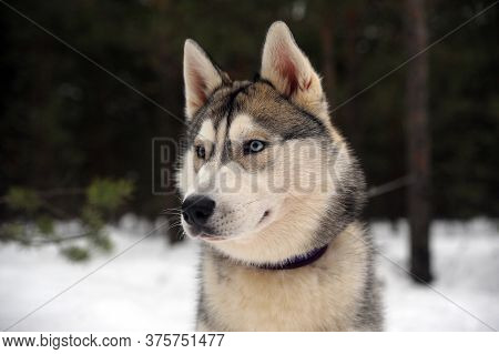Purebreed Huskey In A Field Of Snow