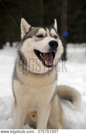 Purebreed Huskey In A Field Of Snow