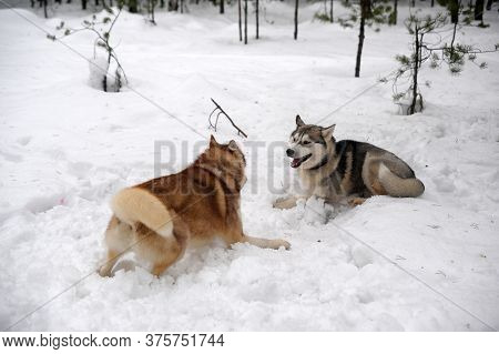 Two Husky Redheads And Gray Play In The Snow