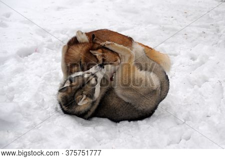 Two Husky Redheads And Gray Play In The Snow