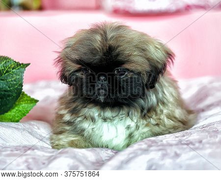 Pekingese Puppy On A Pink Background In Studio