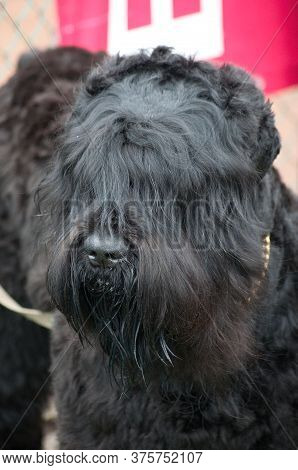 Russian Black Terrier