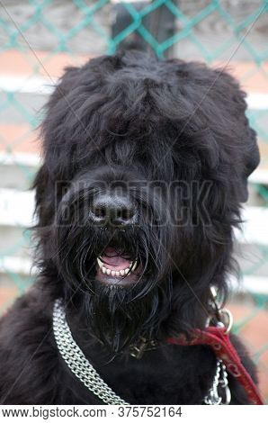 Russian Black Terrier