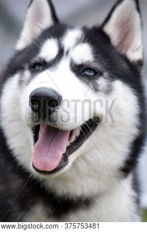 Husky Portrait
