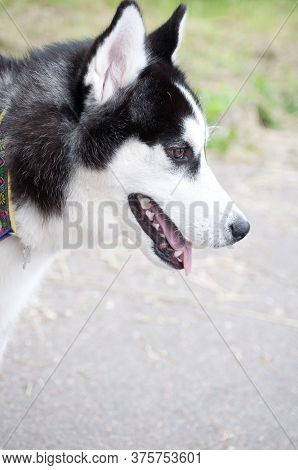 Husky Portrait