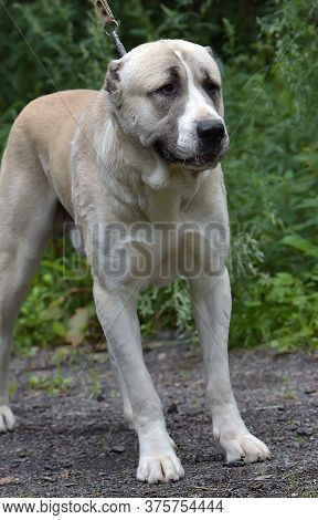 Central Asian Shepherd Dog Laying On Grass