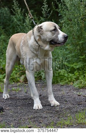 Central Asian Shepherd Dog Laying On Grass
