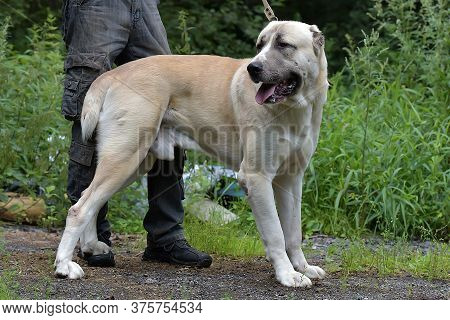 Central Asian Shepherd Dog Laying On Grass