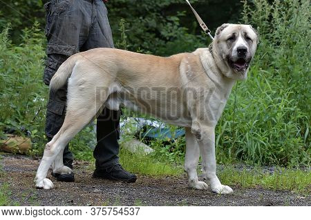Central Asian Shepherd Dog Laying On Grass