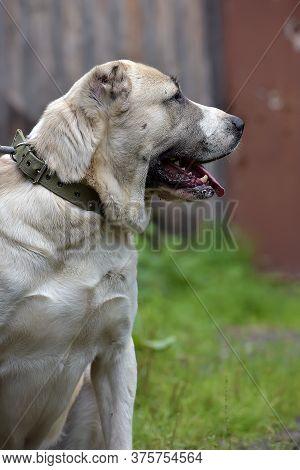 Central Asian Shepherd Dog Laying On Grass