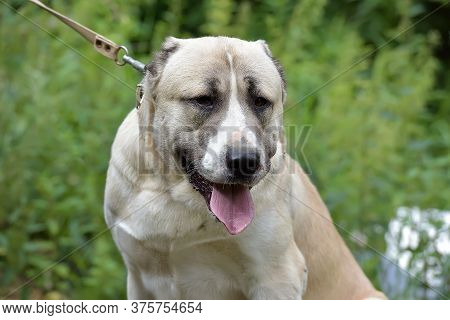 Central Asian Shepherd Dog Laying On Grass