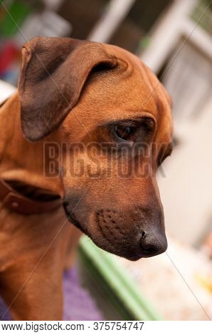 Rhodesian Ridgeback