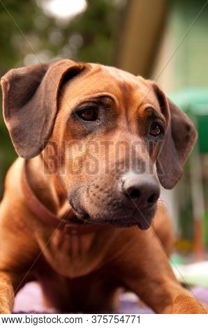 Rhodesian Ridgeback