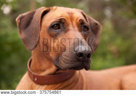 Rhodesian Ridgeback