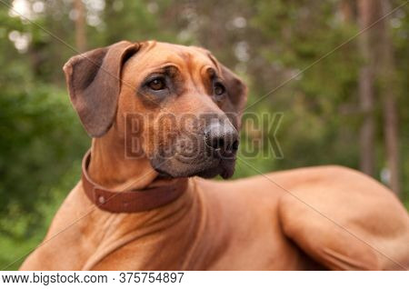 Rhodesian Ridgeback