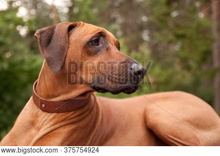 Rhodesian Ridgeback