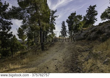 A Hiking Path In A Pine Forest In The Judea Mountains, Near Jerusalem, Israel