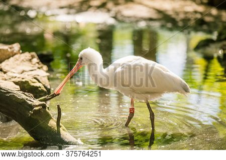 African Spoonbill Bird Standing In Water In Zoo